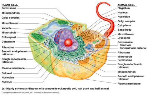 Plants and animals are all made up of what kind of cell? The most important moment in the evolution of life | Cells ...