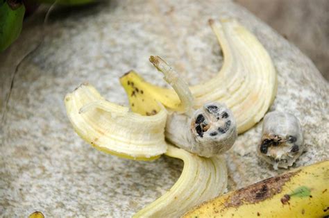 Peut On Faire Pousser Un Bananier à Partir Dune Vraie Banane Je