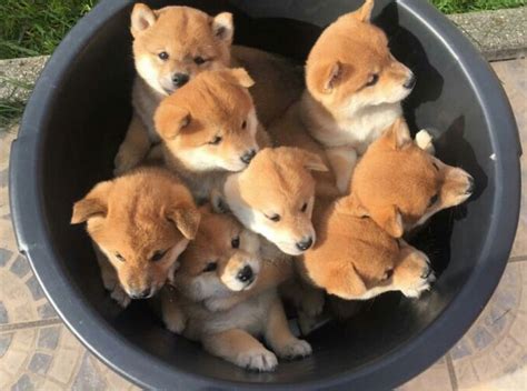 𝚌𝚑𝚊𝚛𝚕𝚞𝚑𝚝 ┊ ˎˊ˗ Shiba Inu Puppy Cute Dogs Cute Animals