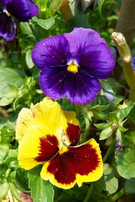 Pansy Purple And Yellow Flowers In The Garden Stock Photo Colourbox