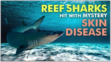 Malaysias Reef Sharks Stricken With Mystery Skin Disease Edge News