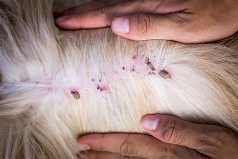 How To Protect Your Pet From Ticks Vet In Lebanon Lebanon Animal