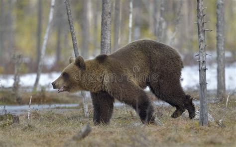 Running Brown Bear Ursus Arctos Stock Photo Image Of Environment