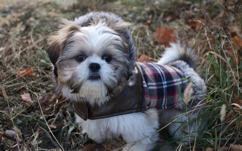 Very nice pictures of shih tzu puppies. Shih Tzu Puppies Free Wallpaper - Pictures Of Animals 2016