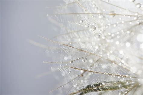 Beautiful Dew Drops On A Dandelion Seed Beautiful Soft Background