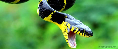 Descubre El Significado De Soñar Con Una Serpiente Amarilla Incorruptible
