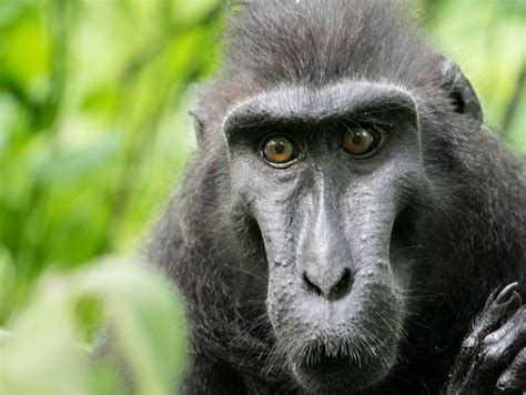 Celebes Crested Macaque Monkey · Free Photo On Pixabay