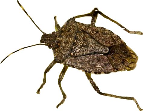Stink Bugs Png File Png Mart