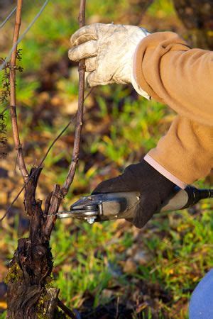 Nicht nur im weinberg, sondern auch im heimischen garten ist ein regelmäßiger rückschnitt notwendig, um die reben zu erziehen. Weinreben schneiden - Anleitung zum Rebschnitt | Weinrebe ...