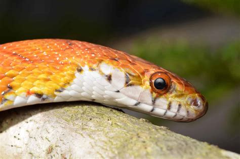 Most Popular Corn Snake Morphs (with Pictures and Facts) - Embora Pets