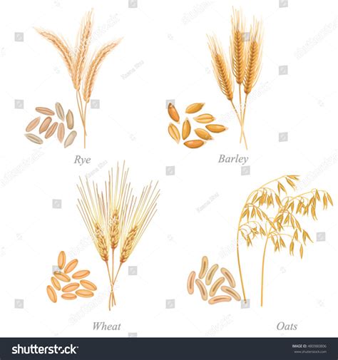 Whole wheat bread, ezekiel bread is a far healthier food for you and here's why while most wheat breads contain one grain, ezekiel bread has six sprouted whole grains and legumes. Four Cereals Form Grains Ears There Stock Vector 480980806 - Shutterstock