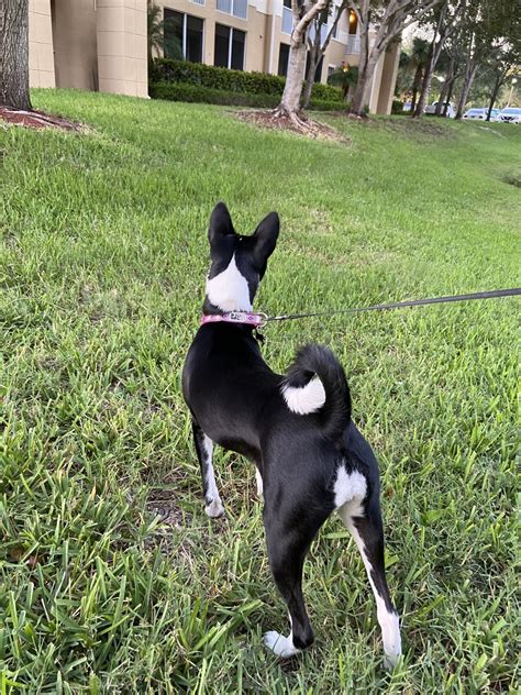 Or looking for something different? Basenji Puppies For Sale | Fort Myers, FL #333447