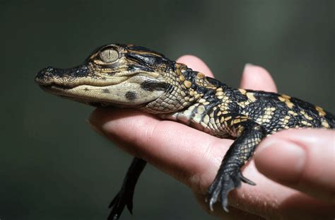 7 Incredible Baby Alligator Facts And Myths What You Need To Know