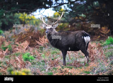 Sika Deer Uk Hi Res Stock Photography And Images Alamy