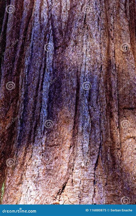 Sequoia Tree Bark Stock Image Image Of Nature Western 116880875
