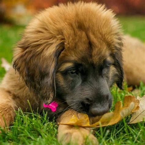 Leonberger Puppy Animals Pinterest