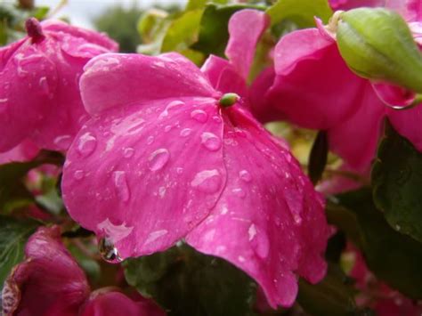 Raindrops Flowers Pink Flowers Rose