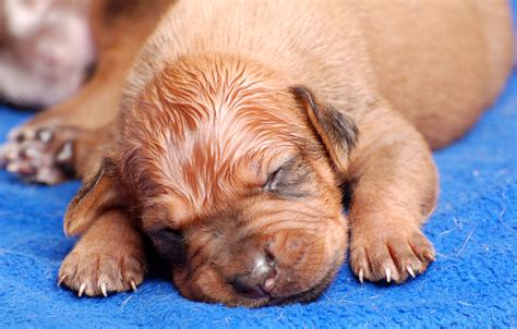 Puppyhood What To Expect As A Newborn To 2 Weeks Dog Ownership Wag