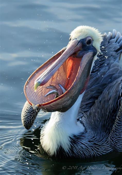 An Adult Pacific Brown Pelican With Three Bait Fish In Its Pouch In