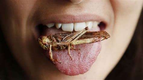 This Is Why You Need To Start Eating Crickets