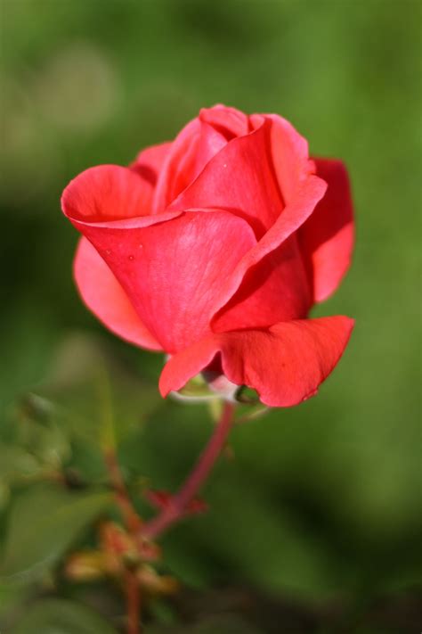 Pink Rose Bud Free Stock Photo Public Domain Pictures