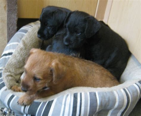 Patterdale terrier barking you might hear from some patterdale terrier owners that they are not really big barkers. patterdale terrier puppies for sale | Selby, North Yorkshire | Pets4Homes