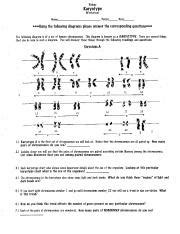 On the steps tab, click male. Biology Karyotype Worksheet Answers Key - Nidecmege