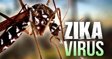 Se Diagnóstica El Primer Caso De Transmisión Autóctona De Virus De Zika