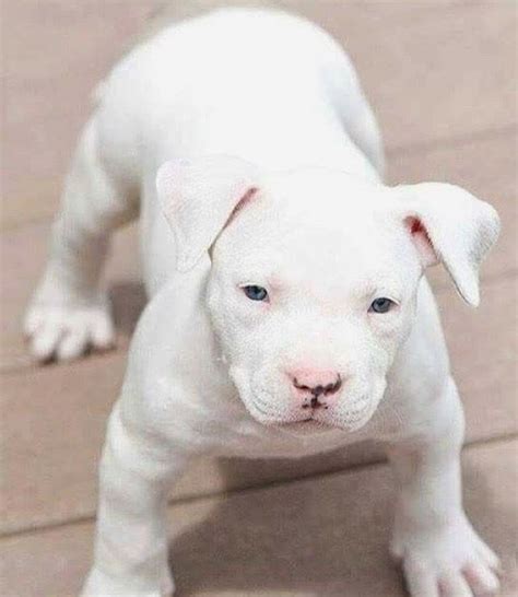 All White Pitbulls Puppies Gemoy Puppie