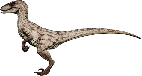 Velociraptor Jurassic World Evolution Wiki Fandom Jurassic Park