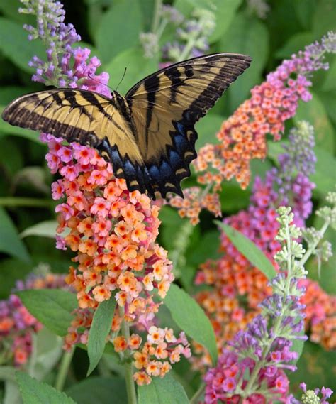 Tri Color Butterfly Bush In 2020 Butterfly Bush Sloped Garden