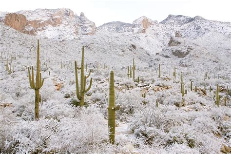 Rare Desert Snow On Saguaro Cactus Photograph By Craig K Lorenz