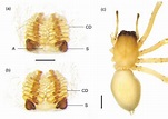 Cheiracanthium insigne, female (TESRI-C020171). (a)-(b), ventral and ...