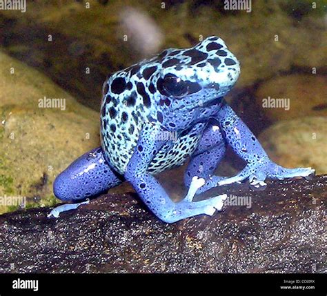 Blue Poison Dart Frog Dendrobates Azureus At Bristol Zoo Hi Res Stock