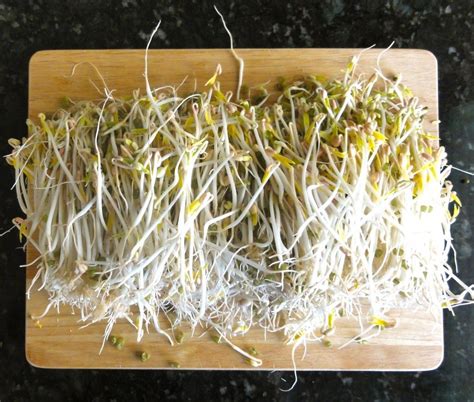 Grow Your Own Bean Sprouts That Is My Healthy Eating Habits Home