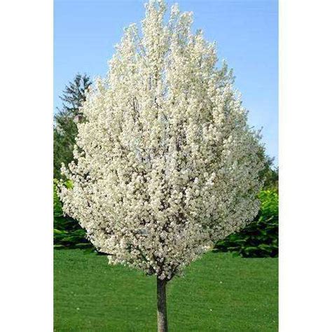 Buy Flowering Pear Tree Online Mature Trees For Sale Bay Gardens