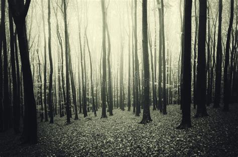 Dark Mysterious Forest With Black Trees Stock Photo Image Of Gloomy