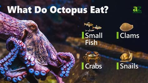 What Do Octopus Eat Az Animals