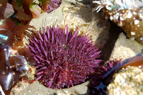 Purple Sea Urchin California Academy Of Sciences Water