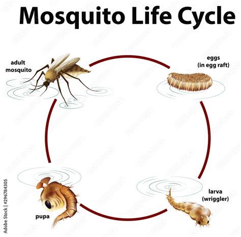 Diagram Showing Life Cycle Of Mosquito Stock Vector Adobe Stock