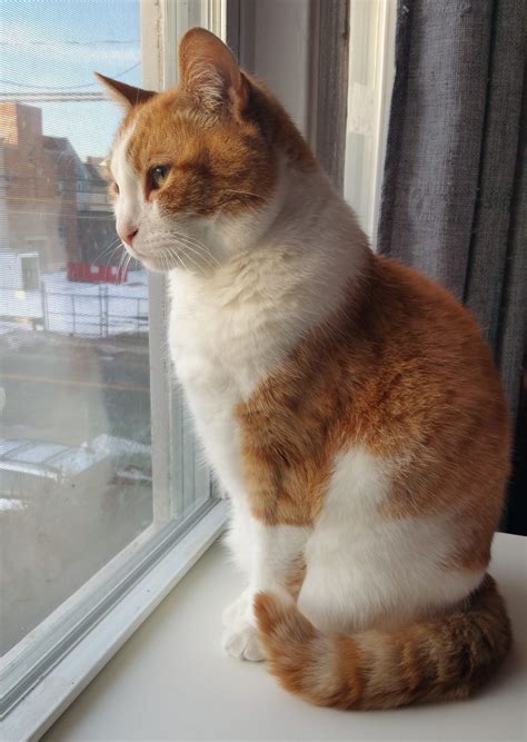 51 Best Pictures Are All Cats Ticklish - Calling All Cat Lovers