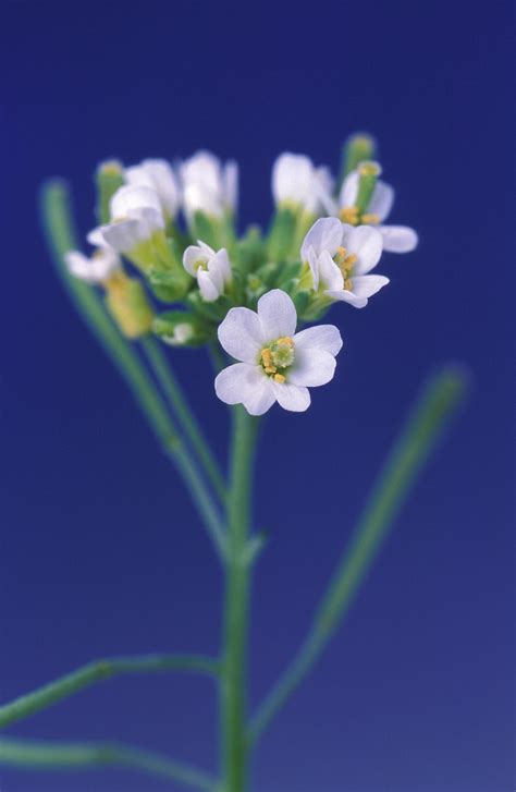 http://commons.wikimedia.org/wiki/file:arabidopsis_thaliana_flower.jpg