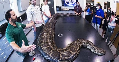 Mega Python Gevonden In Florida Kidsweek