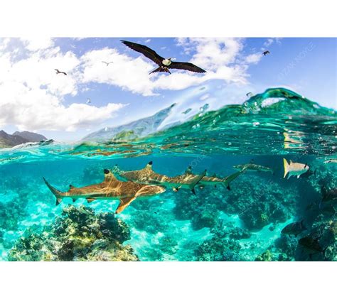 Beyond The Reef Underwater Marine Life Photography By