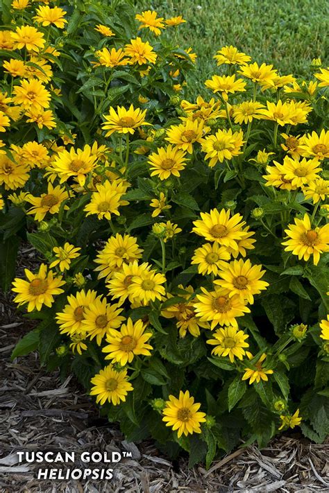 Perennial Plants With Yellow Flowers Kgarden Plant