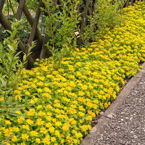 Yellow Flowers Line The Side Of A Wooden Fence