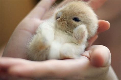 19 Super Tiny Bunnies That Will Melt The Frost Off Your Heart I Can
