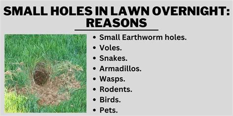 Small Holes In Lawn Overnight Reasons And Solution