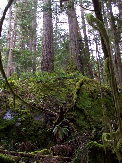 Vancouver Island Big Trees Sooke Hills Parks Peaks And Rain Forest