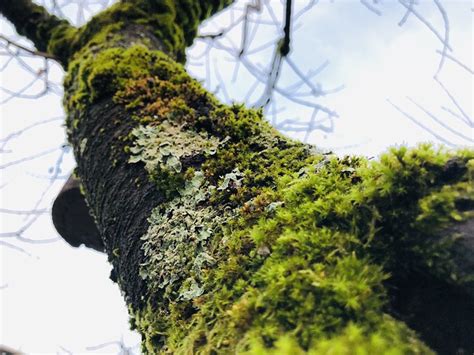 Moss Tree Nature Free Photo On Pixabay Pixabay